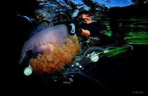 My mate Andrew getting some close up shots of a Jelly Fis... by Allen Walker 